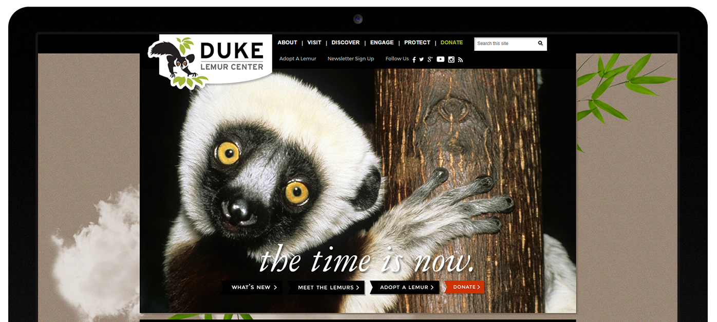 kompleks-web-design-duke-university-lemur-center-11